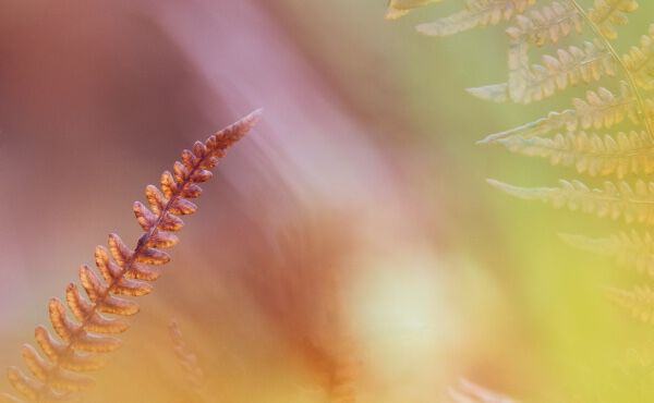 Farbtherapie: Der Einfluss der Farben auf unser Wohlbefinden