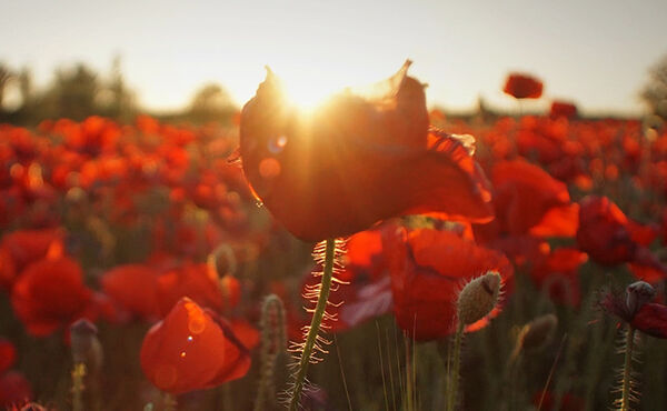 Ignite your gratitude and feed your inner optimist for a happier mindset