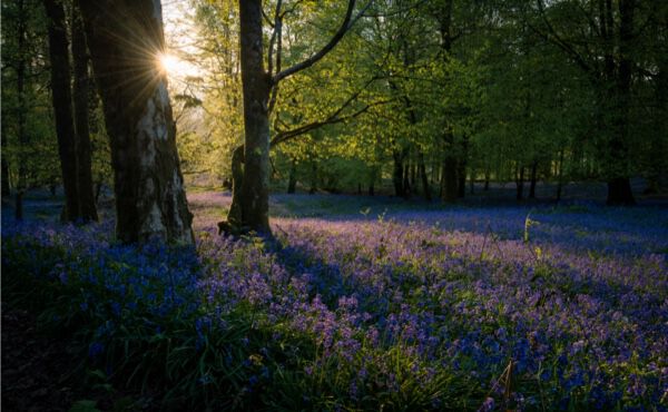Forest bathing meditation: embrace the health benefits of nature 