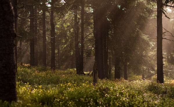 Let the world’s most beautiful forests de-stress you