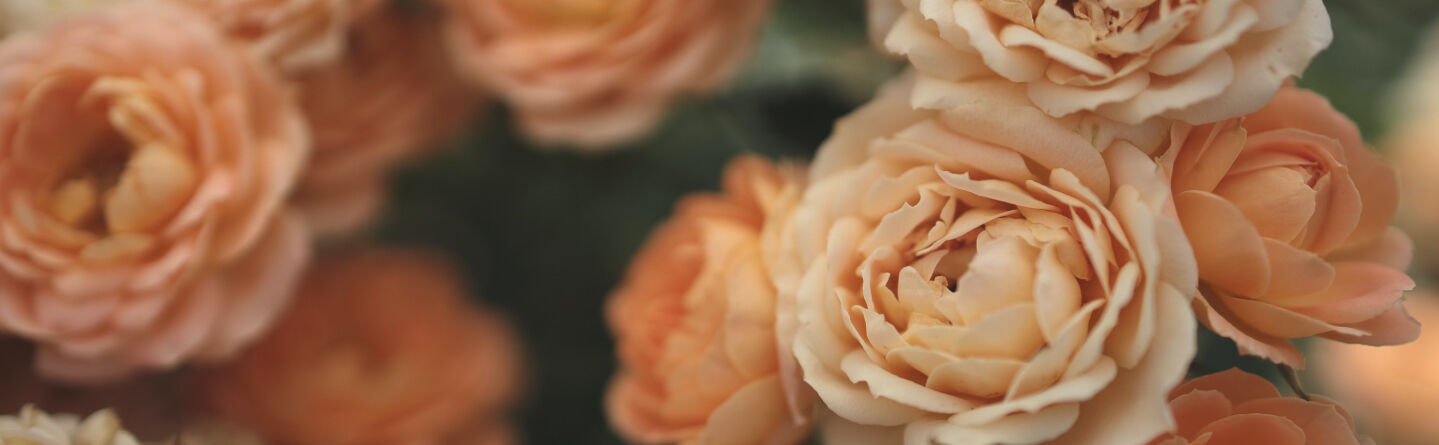 Sacred Roses: The Spiritual Symbolism of Roses