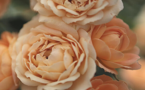 Hanakotoba: El idioma japonés secreto de las flores para decir “te quiero” 