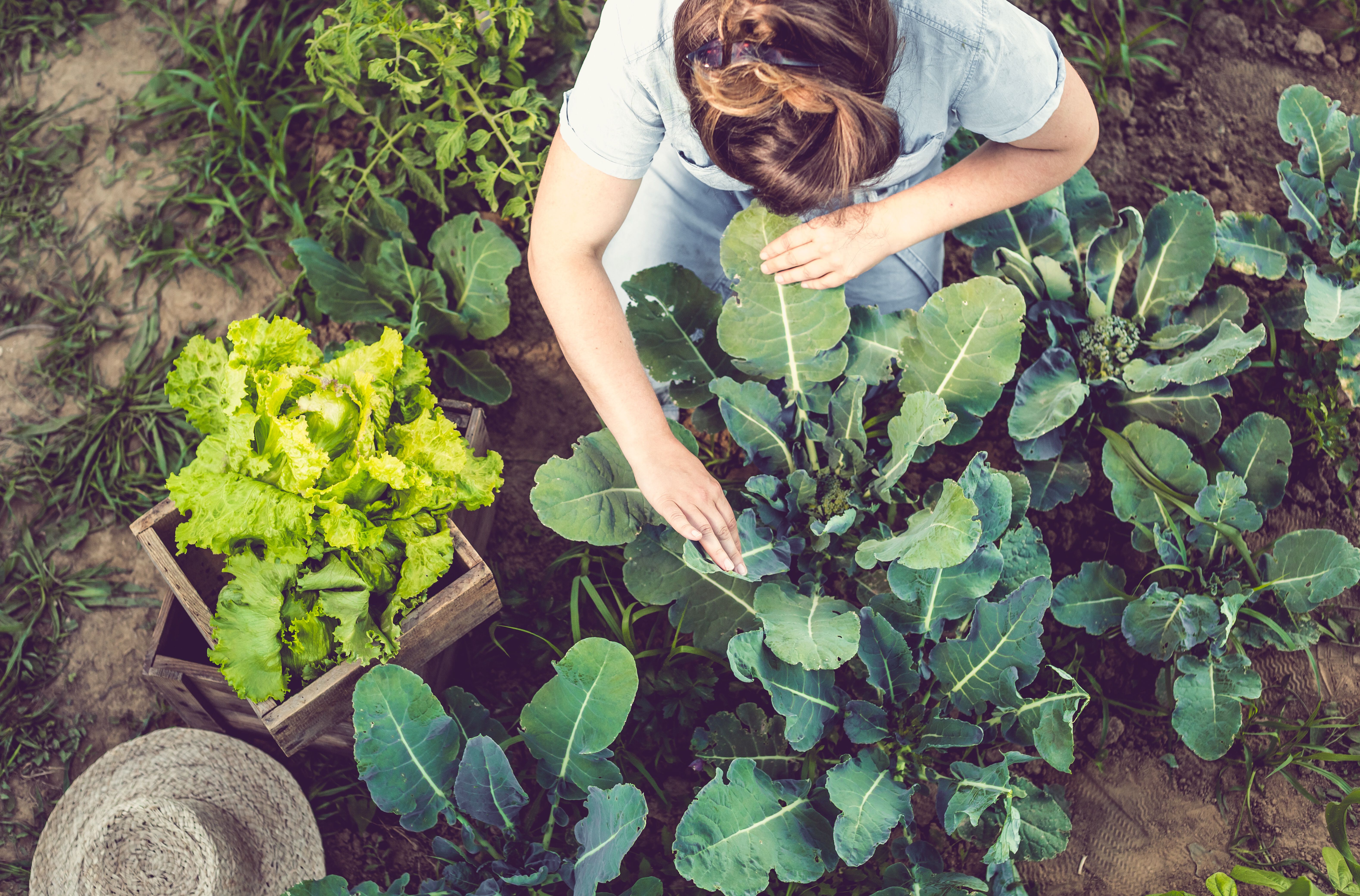 Gardening Essentials Pleasant