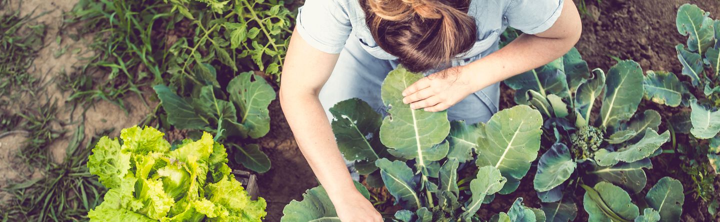 Gardening Essentials Pleasant