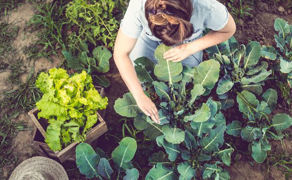 Plantez les graines de la sérénité dans votre jardin