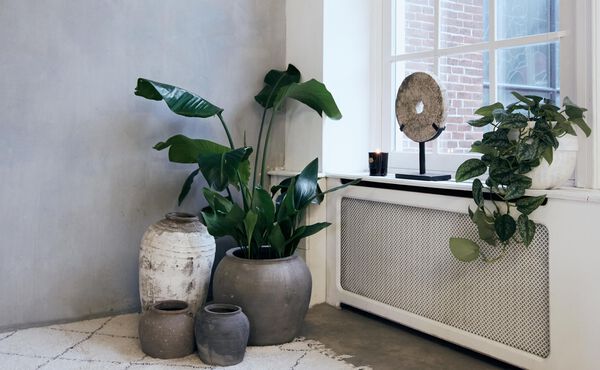 Lees alles over hoe planten de lucht in huis kunnen zuiveren
