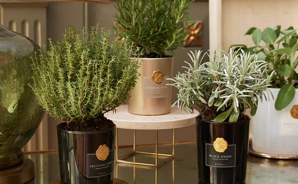 Herbes aromatiques et plantes en pot disposées en intérieur pour rappeler les bienfaits du jardinage en pleine conscience et créer une atmosphère apaisante à la maison.
