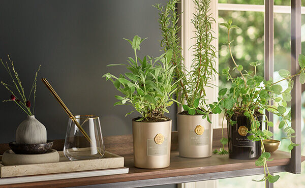 Why growing your own herbs is good for body, mind and soul