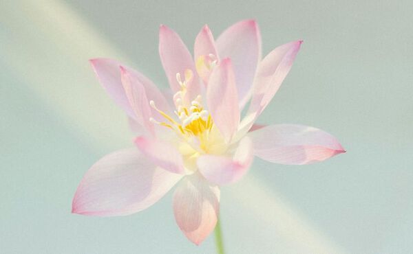 The Art of Soulful Living: What is mindfulness?