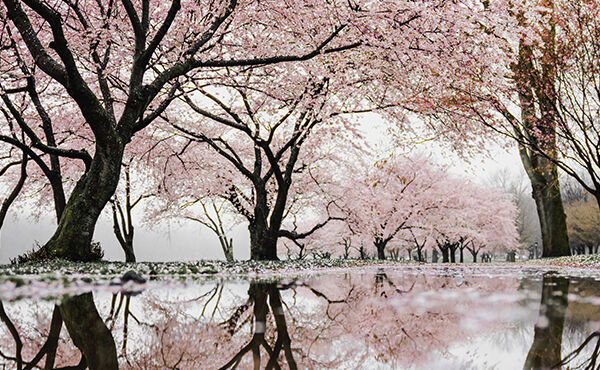 The beautifully simple Japanese tradition of Hanami, also known as “flower viewing” 