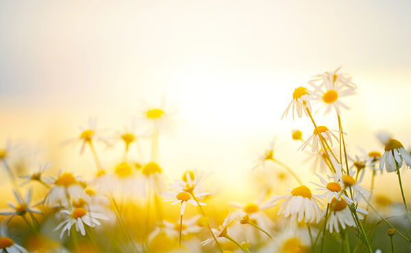 Orange sunlight shining over daisy’s