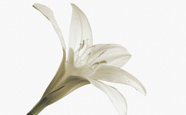 Close-up of a pale lily with dewdrops – a symbol of natural balance and the delicate harmony of hormonal health.