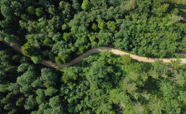 Reconnect to nature to beat stress, calm the mind and more