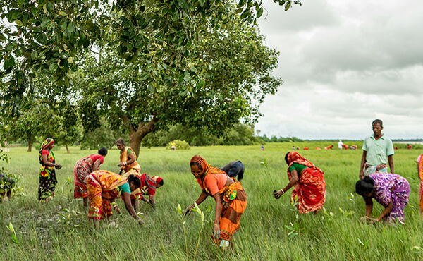 Poznaj społeczności w Indiach, które zmieniają się dzięki podjętemu przez nas zobowiązaniu sadzenia drzew