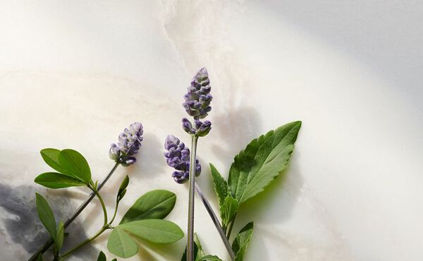 Lavender and green leaves on a marble surface – some of the natural ingredients used in our cruelty-free skincare.