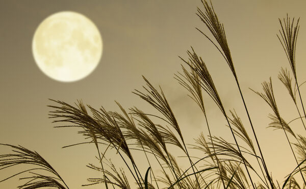 Tsukimi: a tradição outonal japonesa de observar a lua