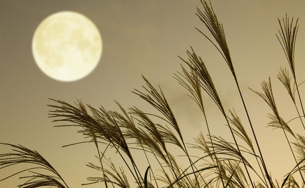 Tsukimi : la célébration de la lune d’automne au Japon