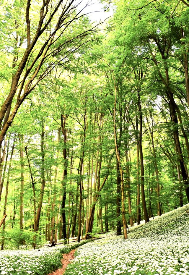 Power walking: 6 incredible benefits for body, mind and soul