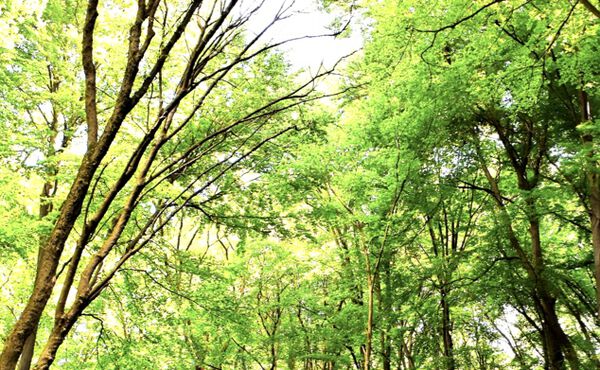 Marche rapide : 6 bienfaits pour le corps, l’esprit et l’âme