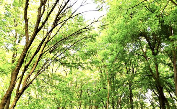 Power walking: 6 fantastiska fördelar för kropp, sinne och själ