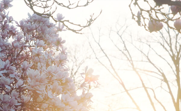 Harness the joy of spring with this blossom-inspired meditation