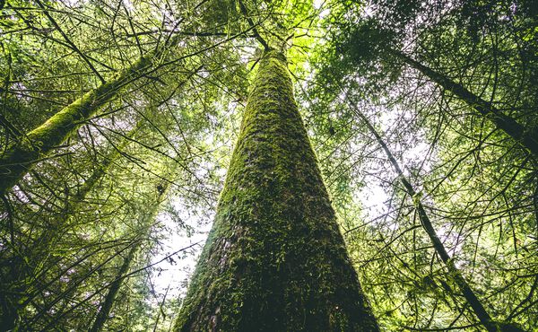 Shinrin-Yoku: how forest bathing can heal you