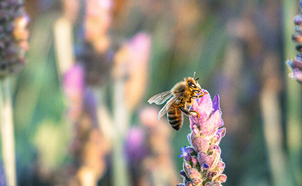 L’apiculture : une activité méditative pour protéger la planète 