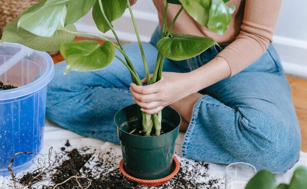 Harness the healing power of mindful gardening