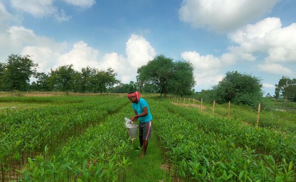 Rituals is op een missie om 5 miljoen bomen te planten—zo staat het ervoor