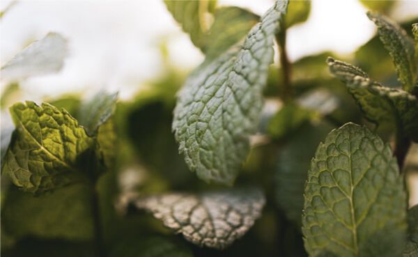 Discover how to ease your hay fever symptoms this summer